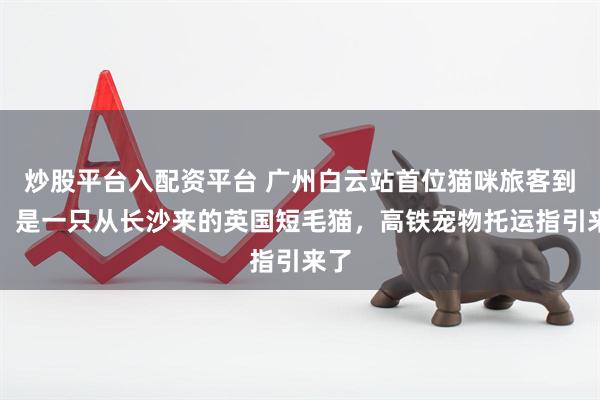 炒股平台入配资平台 广州白云站首位猫咪旅客到站：是一只从长沙来的英国短毛猫，高铁宠物托运指引来了